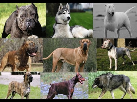 Which Dog Breeds are most dangerous in world