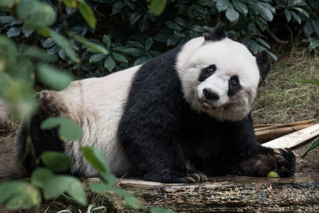World’s oldest giant panda died at 38