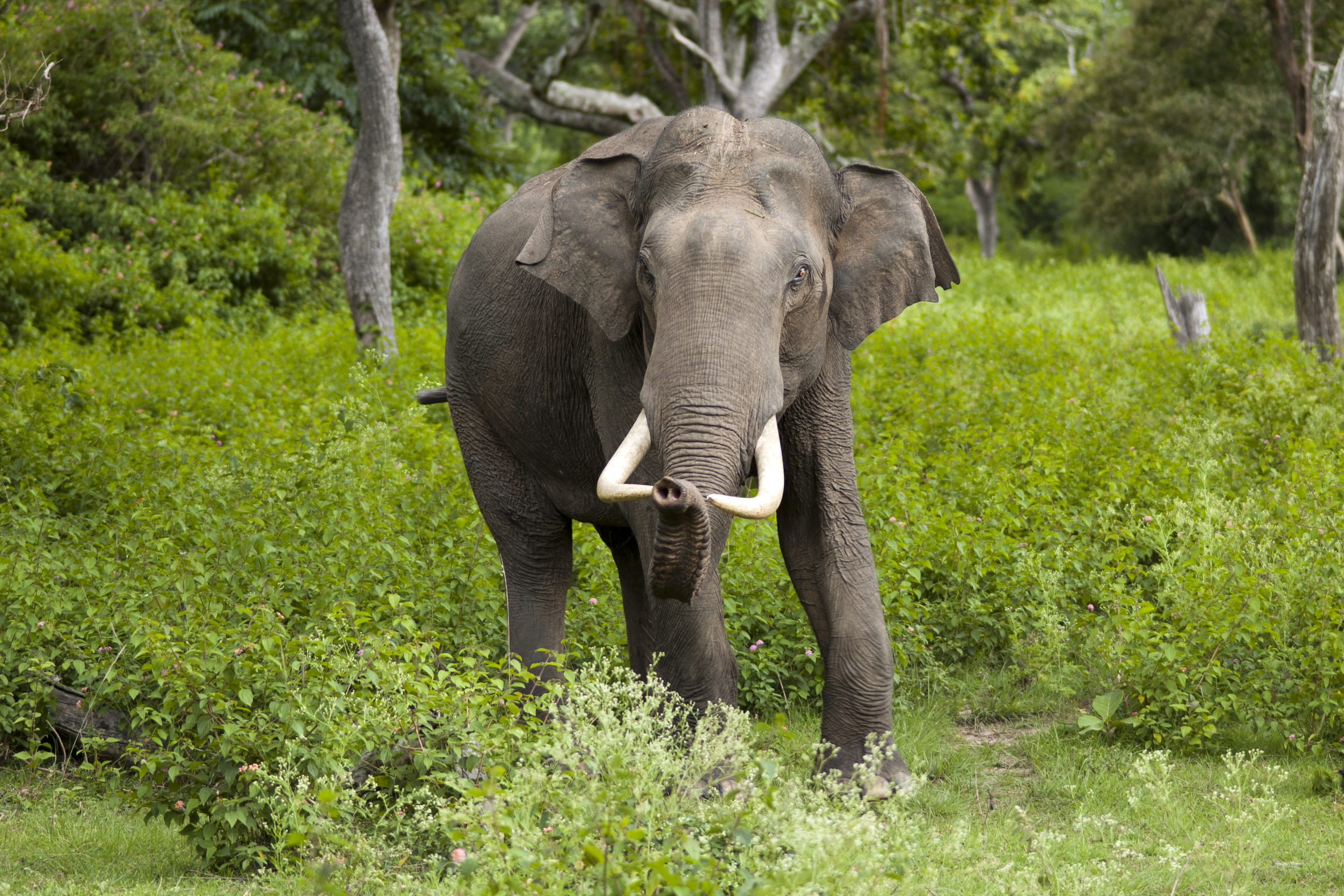 Falling Asian elephant numbers may impact forest biodiversity