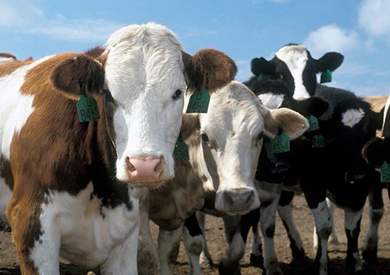 Asia’s largest cattle fair begins in Bihar