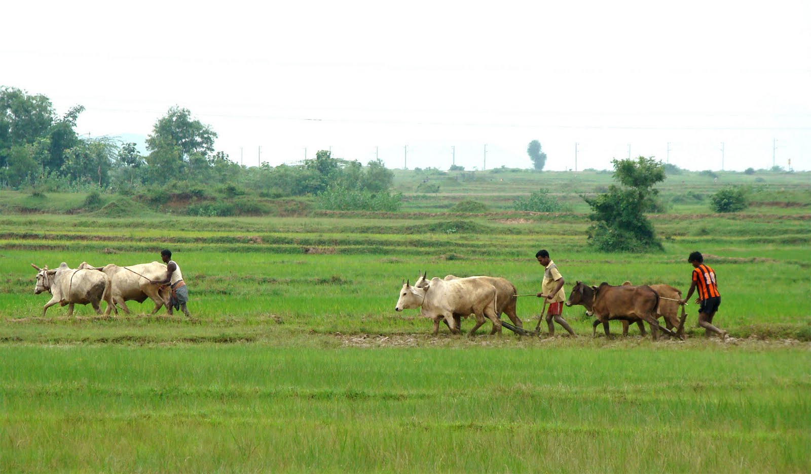 Odisha farmers to get Rs 1,776 cr in crop insurance