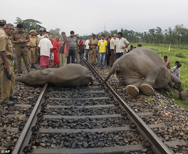 Speeding train kills 3 elephants in Assam