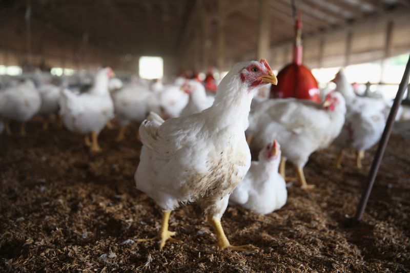 Odisha government starts culling poultry to check bird flu