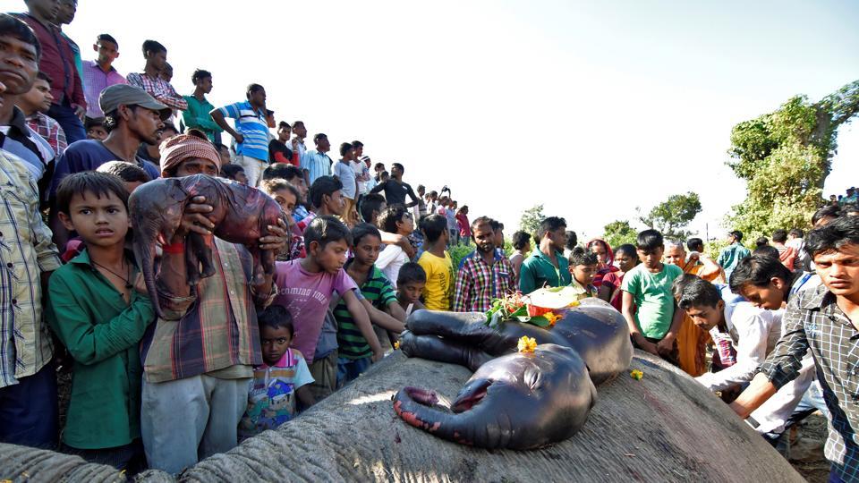 Two elephants killed in a collision with train engine in Assam
