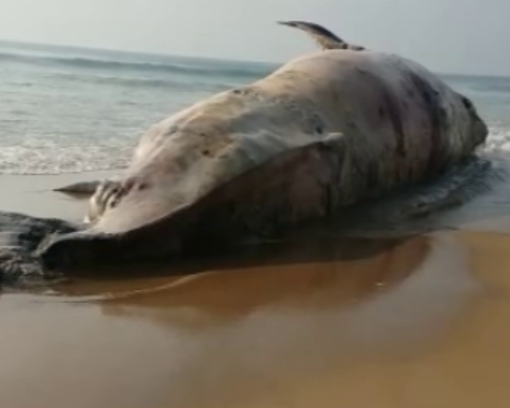 42-foot-long whale carcass found on Odisha beach