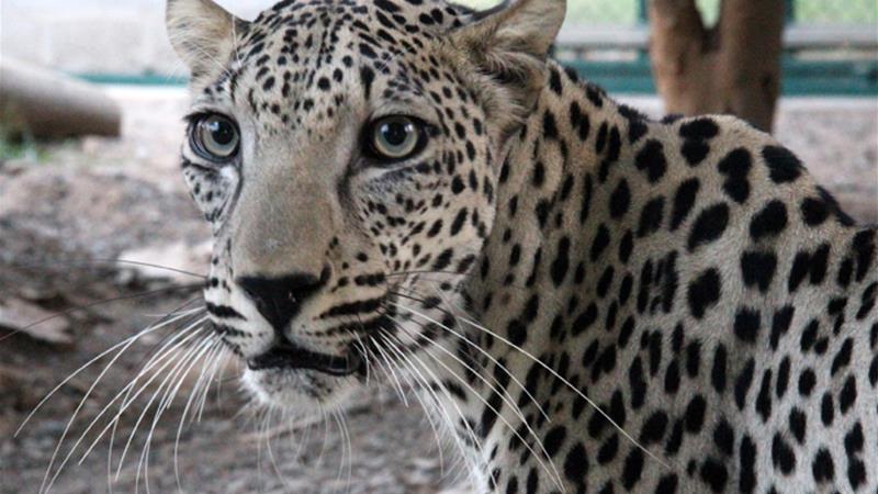 UAE bans wild animals as pets