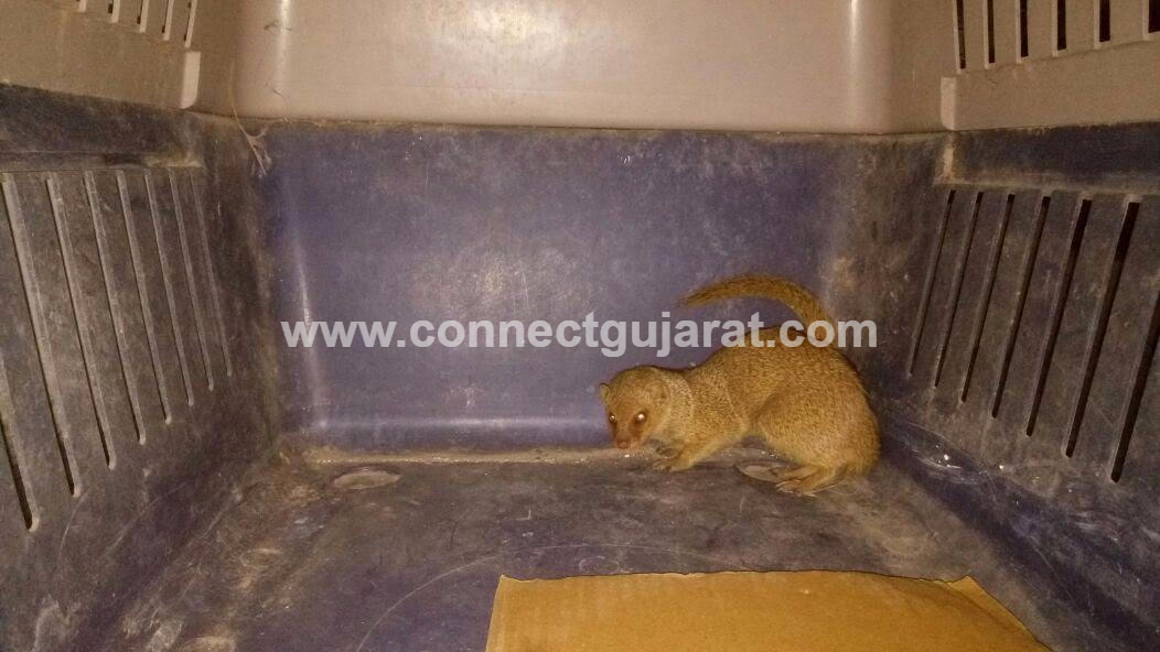 Schedule 1 Mongoose rescued from a transportation truck