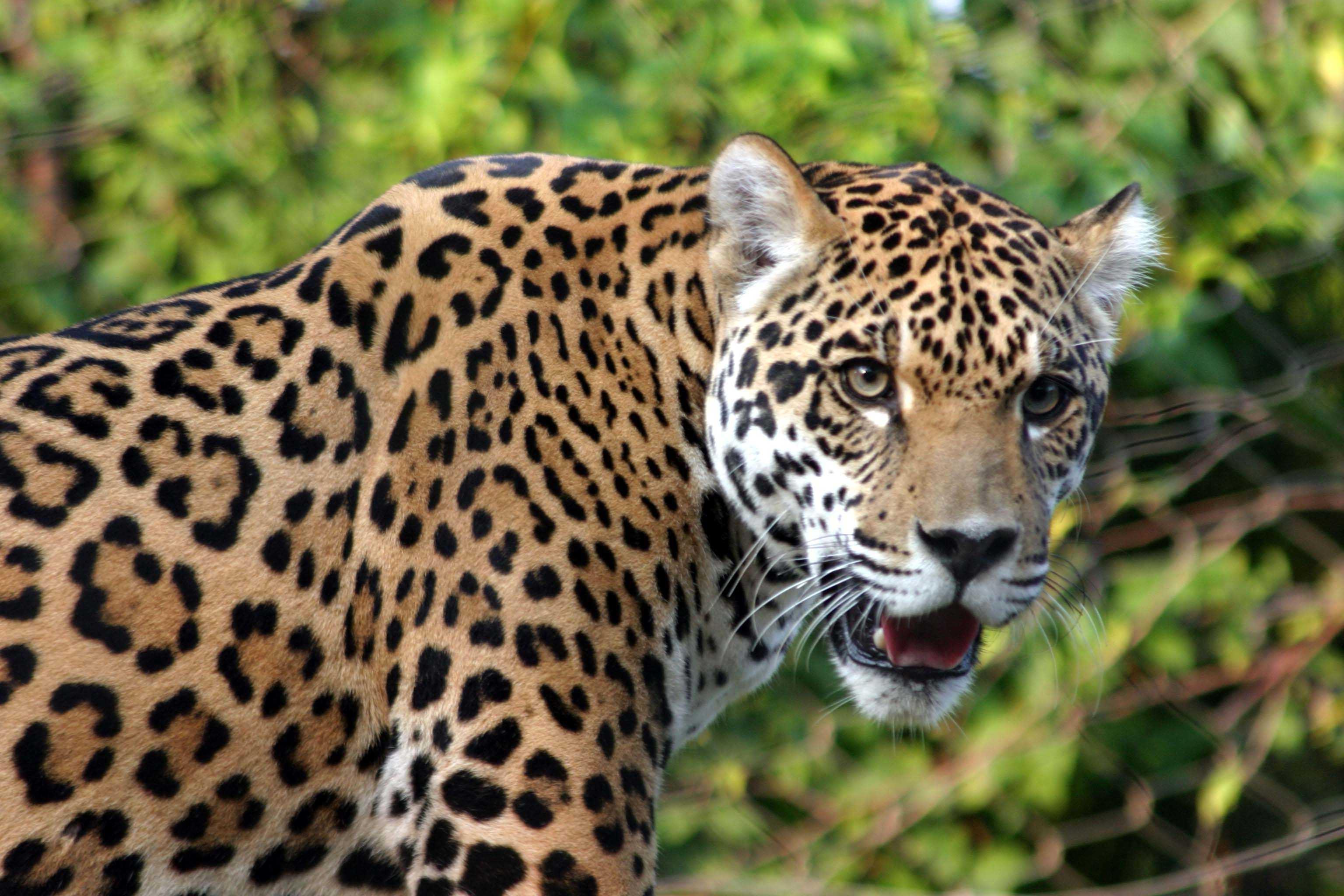Leopard enters Bengal town, injures many