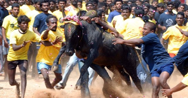 Tamil Nadu holds Jallikattu
