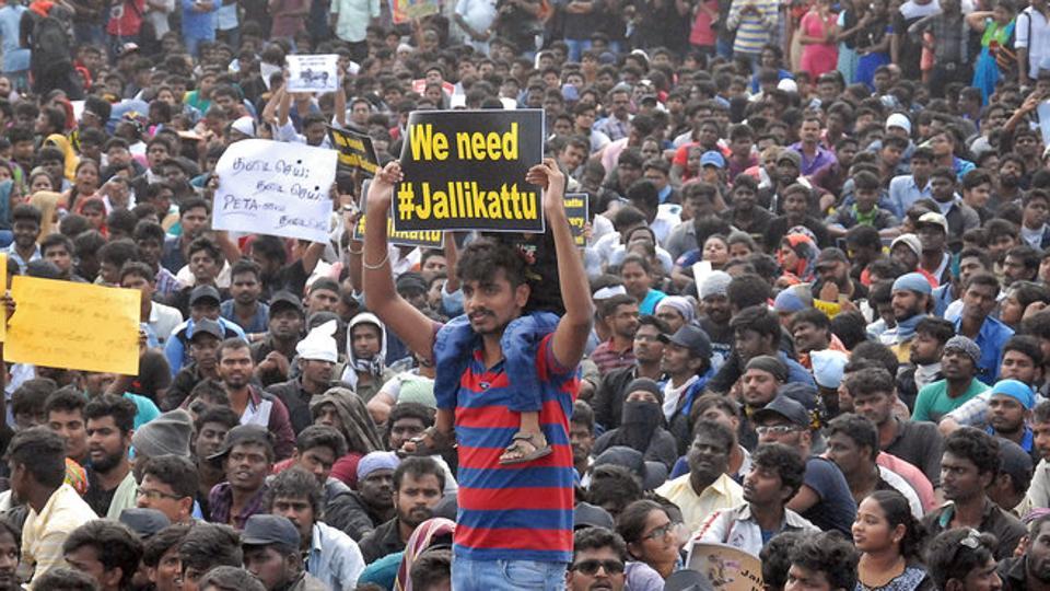 Jallikattu: Protestors mood is still combative
