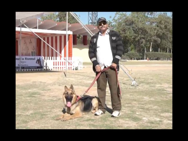 Kennel foundation Vadodara 1st Dog show in the city