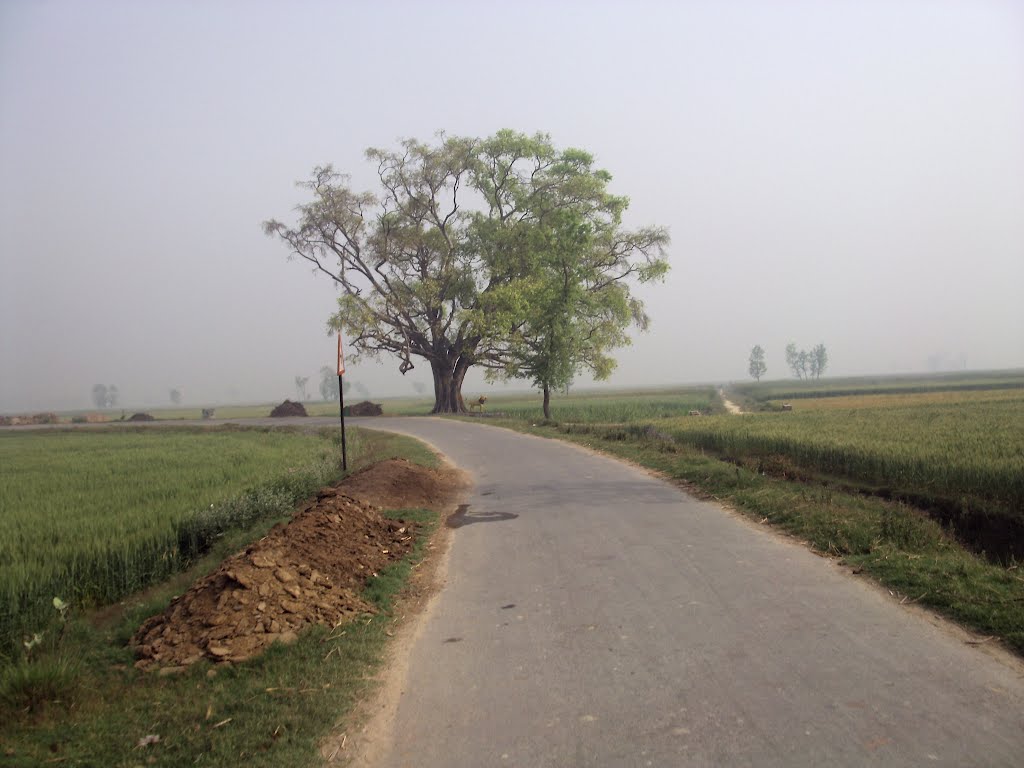 In UP, villages in Tilhar still cry for roads