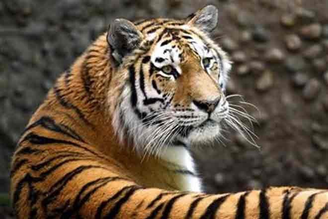 India’s tigers living peacefully with leopards and wild dogs