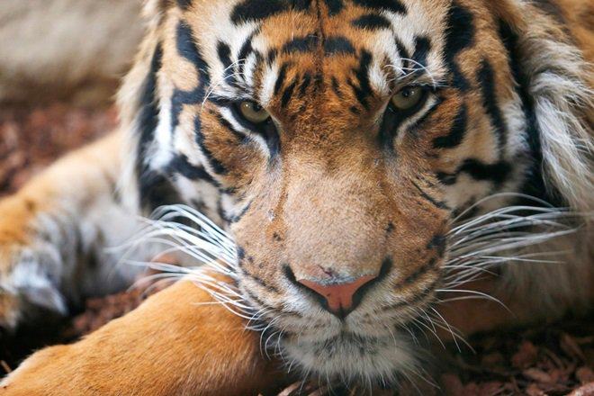 NTCA has banned BBC from filming across any tiger reserves in India