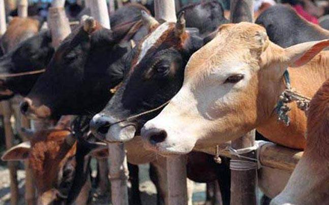 Gujarat makes cow slaughter non-bailable offence