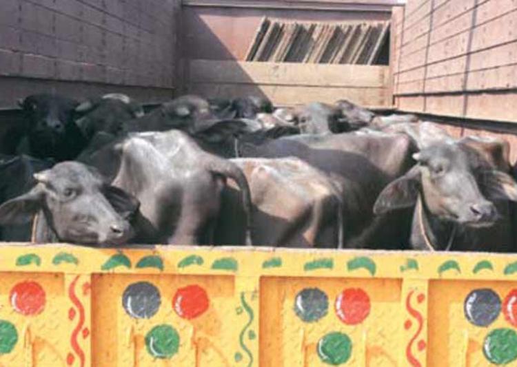 Three men transporting buffaloes beaten up in Delhi