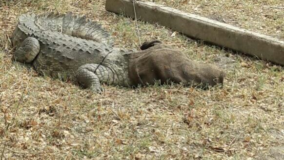 Crocodile rescued from human habitat in Vadodara