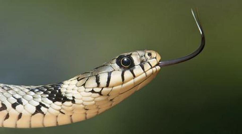Snakebite kills 3 in Tripura