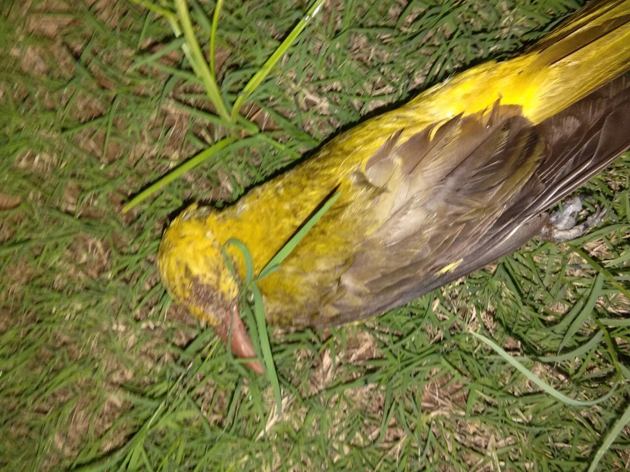 Birds carcass found by volunteers in Vadodara