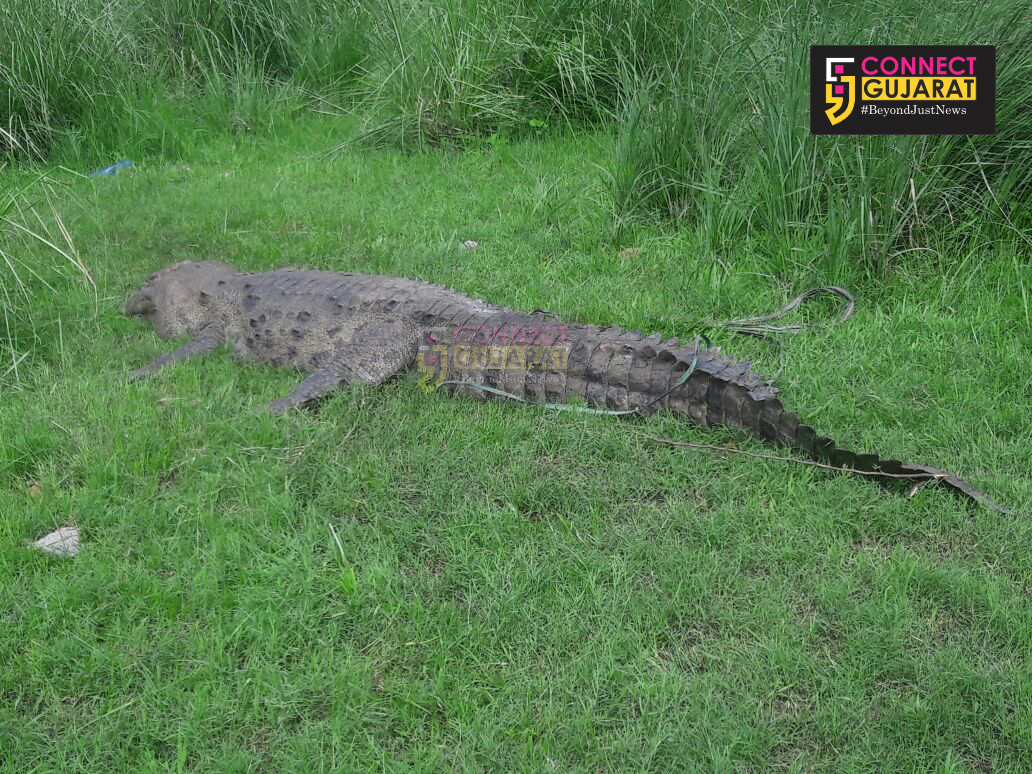 10.9 foot dead crocodile found in Vadodara