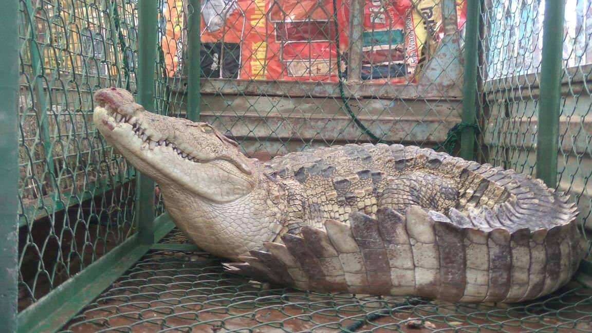 SPCA caught two crocodiles from Dabhoi