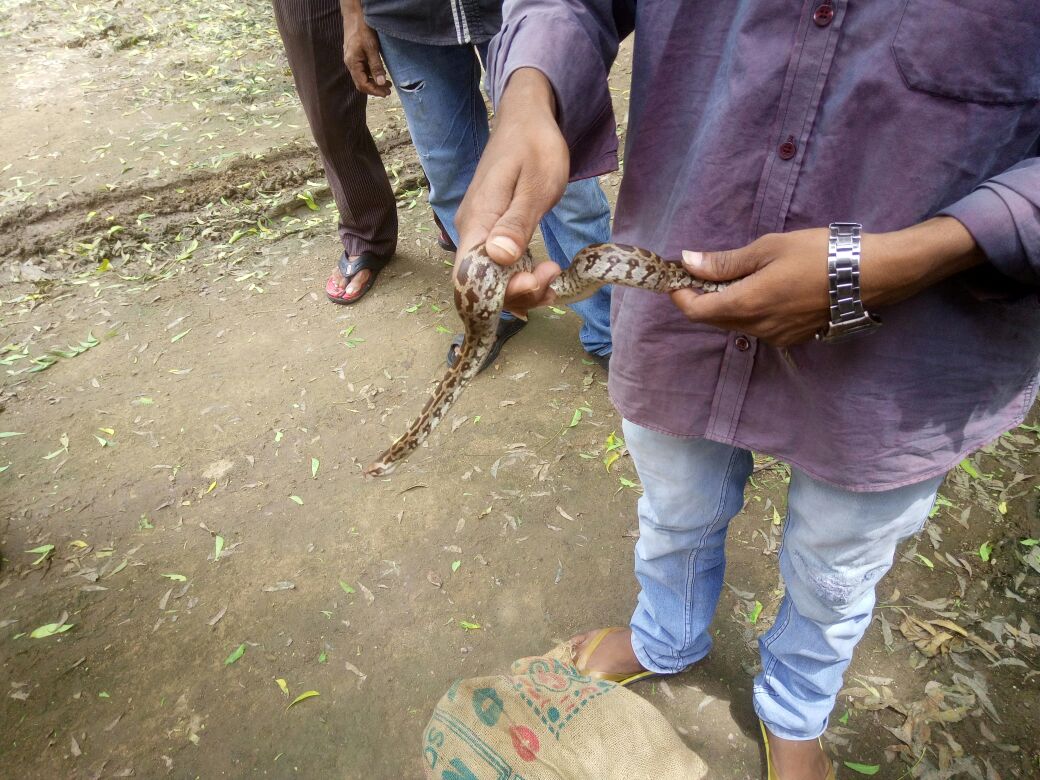 Baby Rock Python rescued from Chapad village