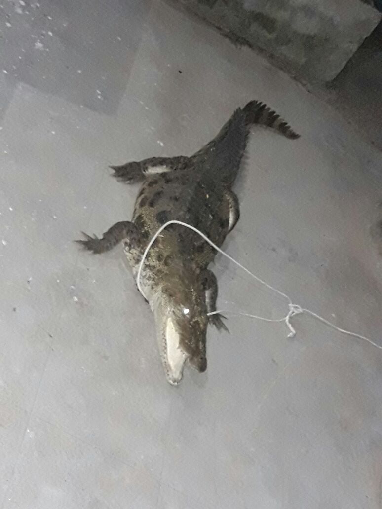 Crocodile caught by GSPCA from residential society