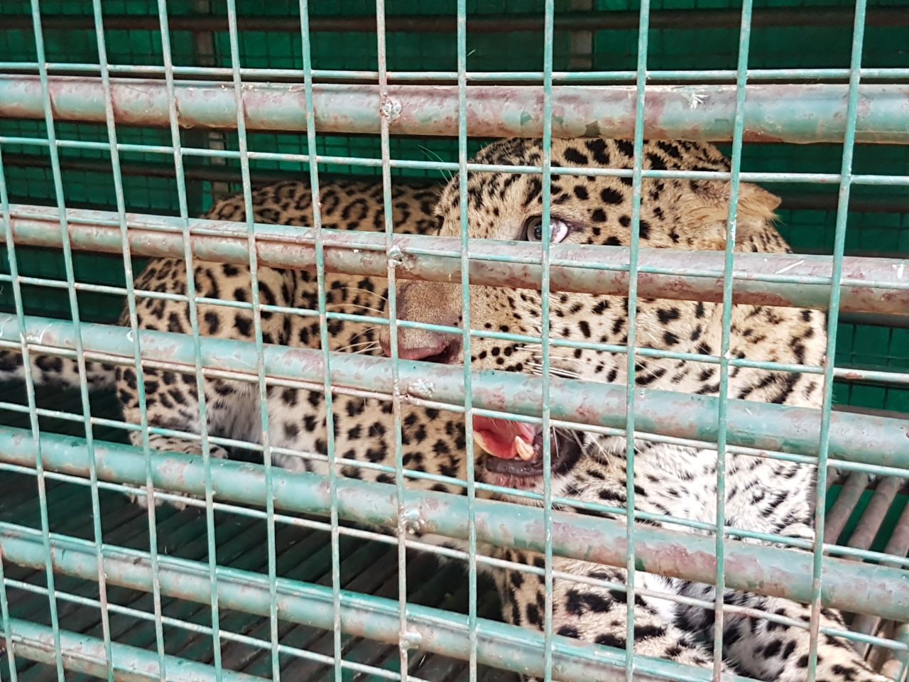 Leopard caught inside the cage in Vadodara district