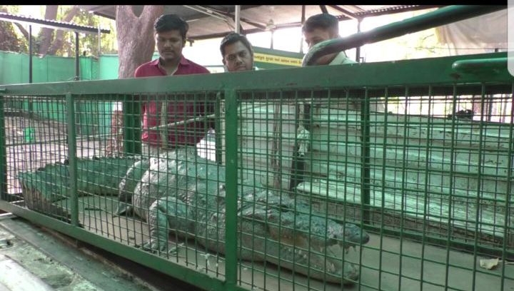 Eight foot crocodile rescued from residential area