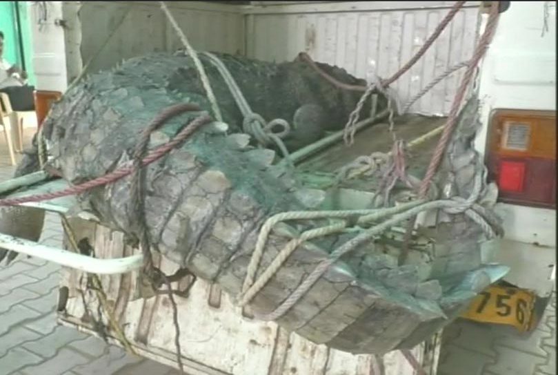 Gujarat forest department officials found body of a crocodile weighing 300 kg