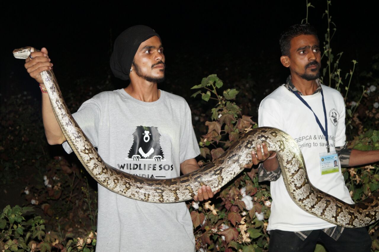 10 feet Python rescued from cotton field near Vadodara