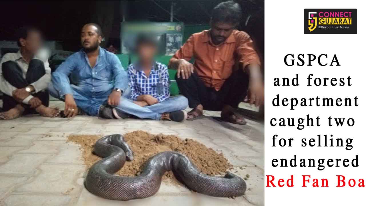 GSPCA and forest department caught two for selling endangered Red Fan Boa