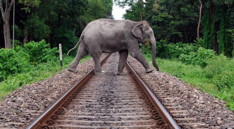 Train kills elephant in Uttarakhand