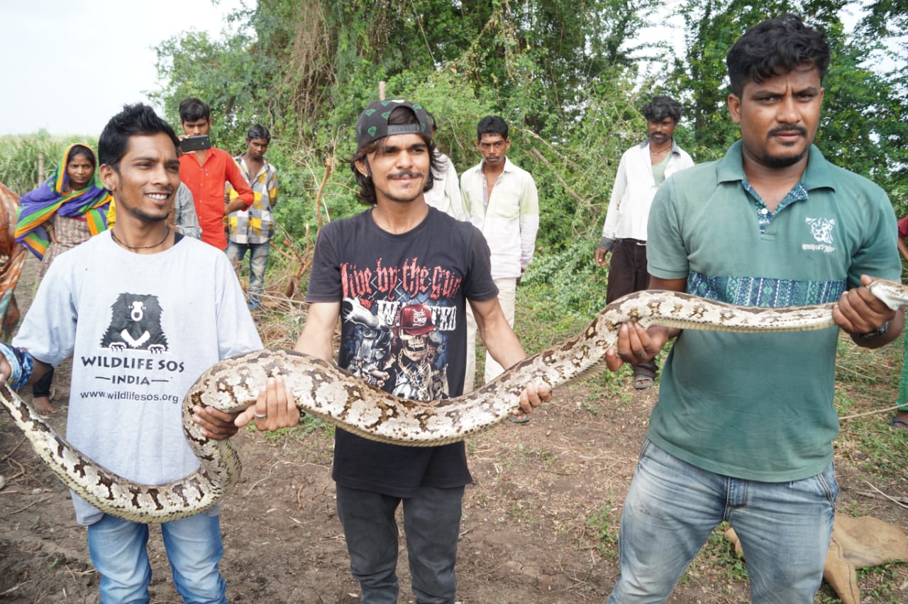 Indian Python reduced by wildlife rescue members