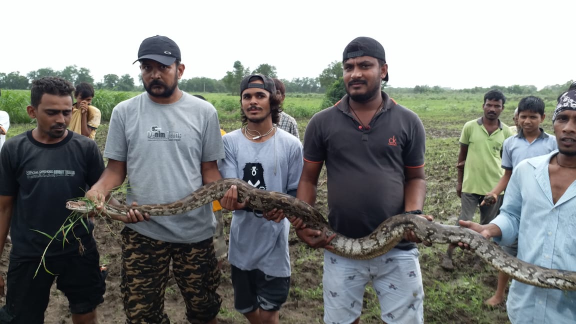 GSPCA and Wildlife SOS rescued 8 feet Indian Python from Kayavarohan village near Dabhoi