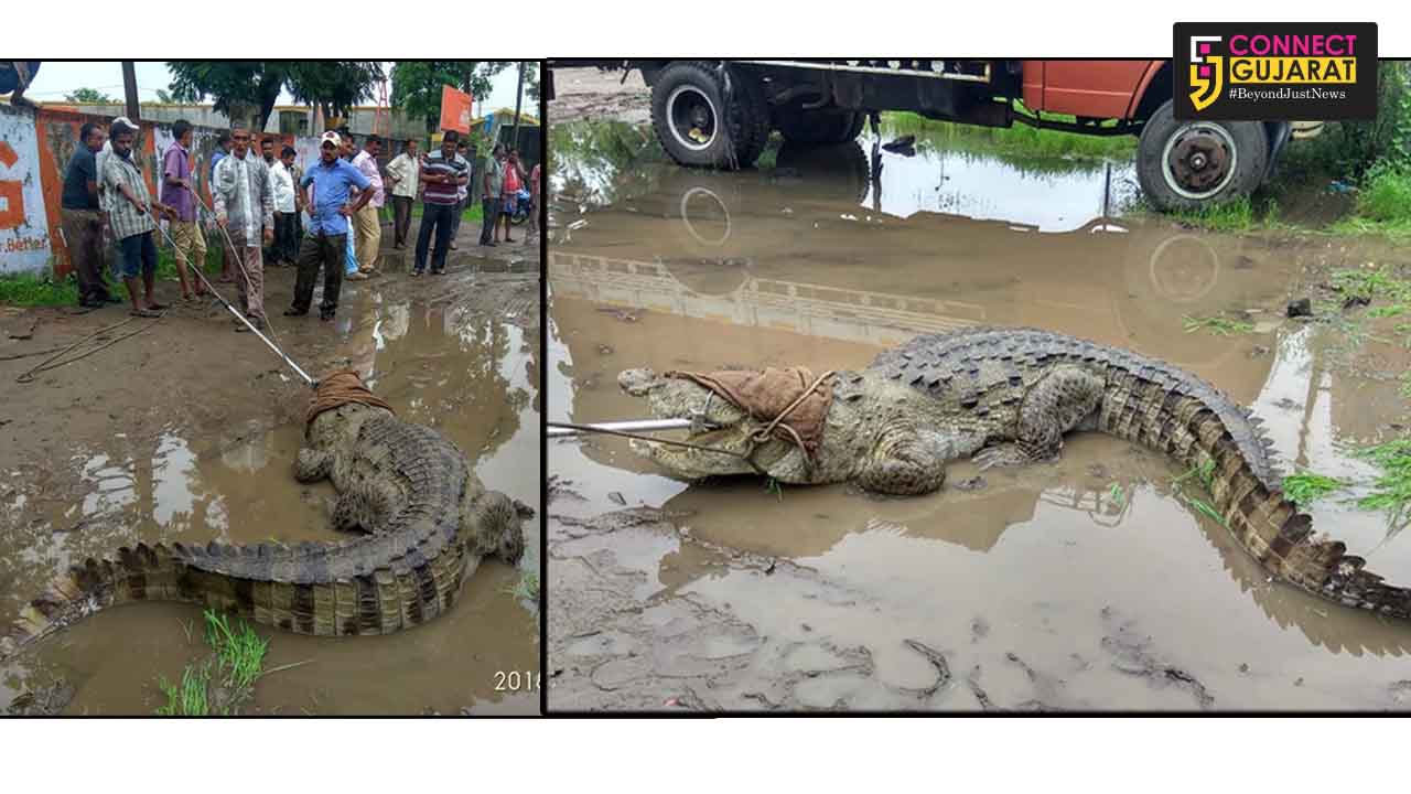 Forest department rescued 12 foot long crocodile