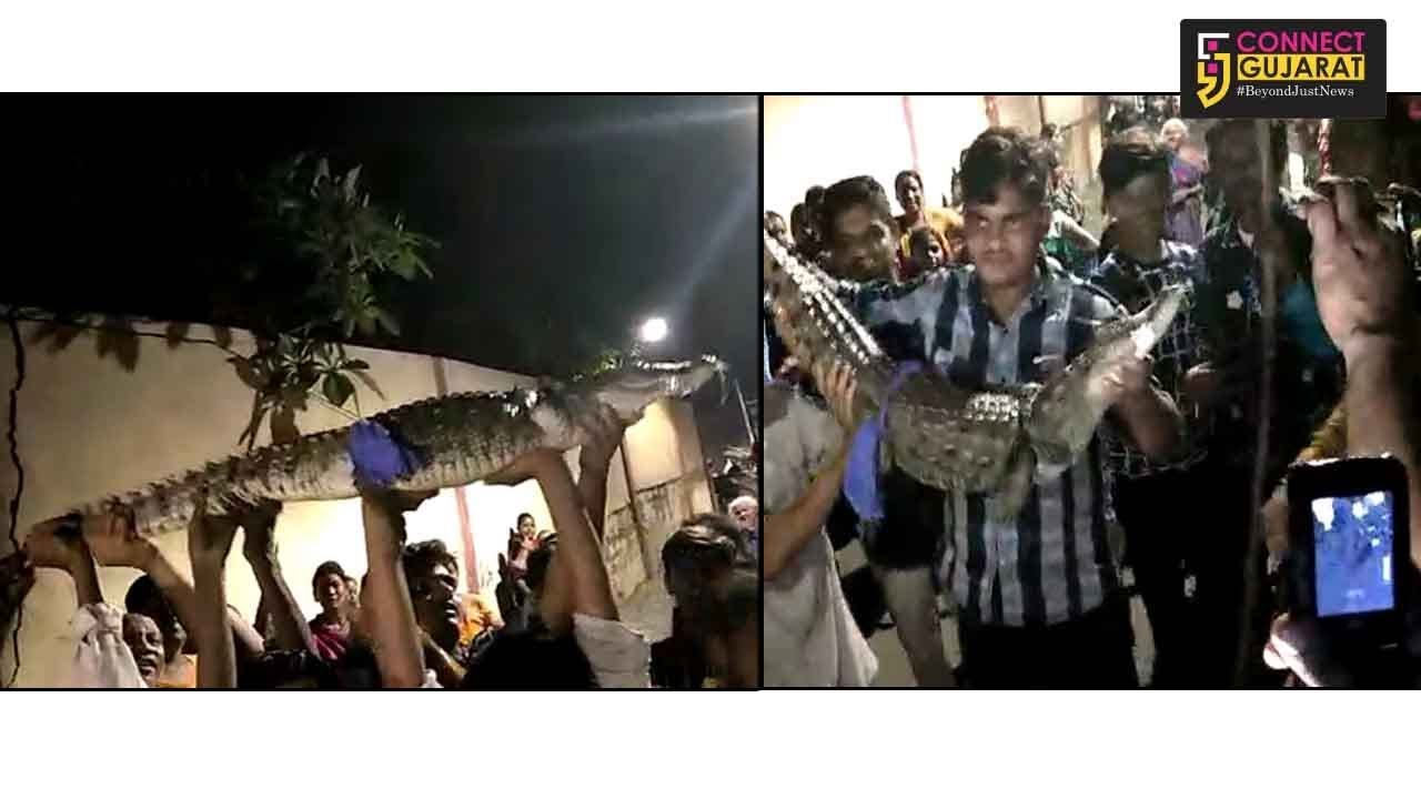 Locals in Vadodara tapped mouth of crocodile with plastic tape