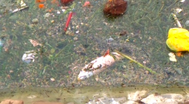 Hundreds of dead fish found floating inside historical Kamlanagar lake in Vadodara