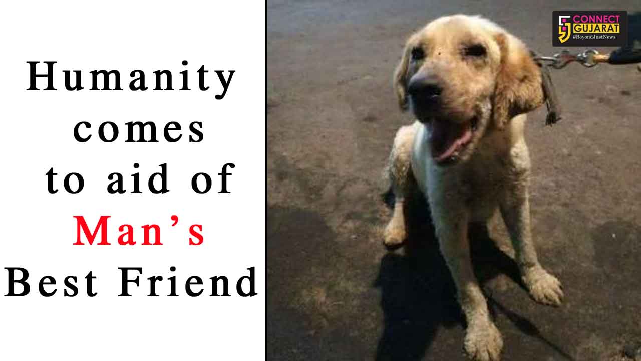 Humanity comes to aid of Man’s best friend