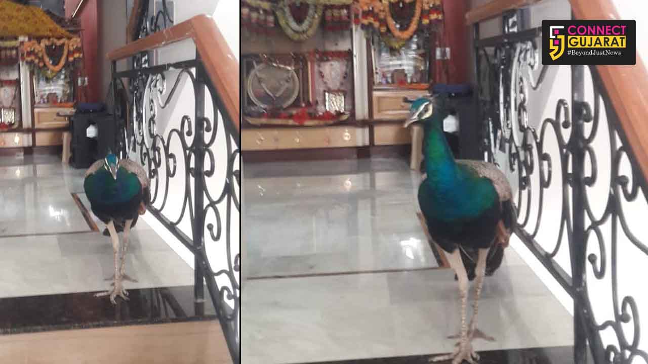 GSPCA and forest department rescued peacock from a house in Vadodara