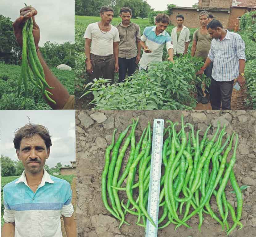 Farmer in Padra produce one long green Chillies inside his field