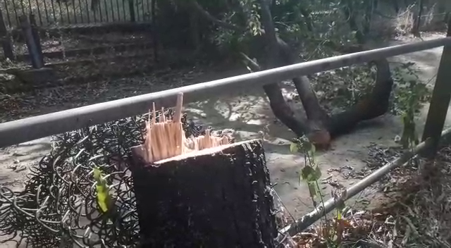 Sandal wood theft reported from inside Sayajibaug zoo in Vadodara