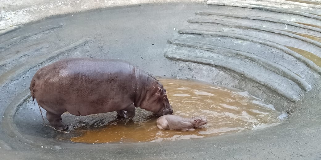 Hippo calf born in Sayajibaug zoo