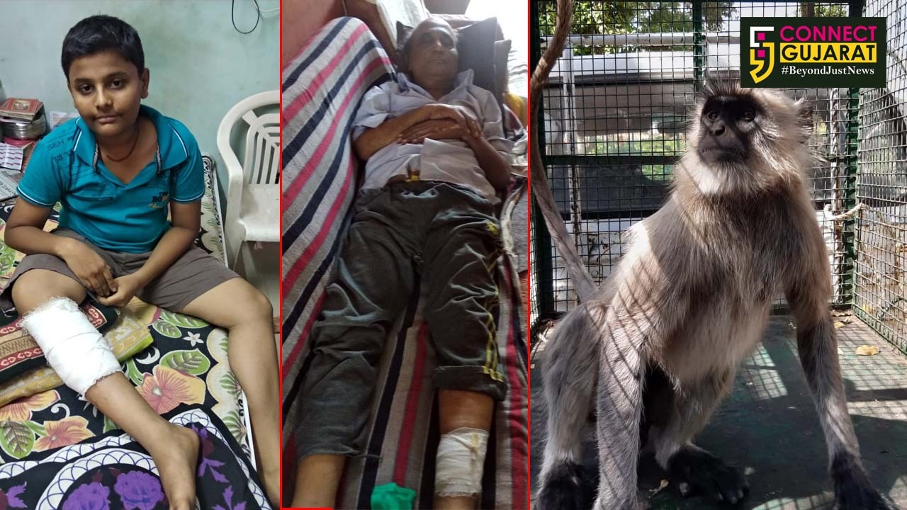 Monkey injured local residents in Vadodara