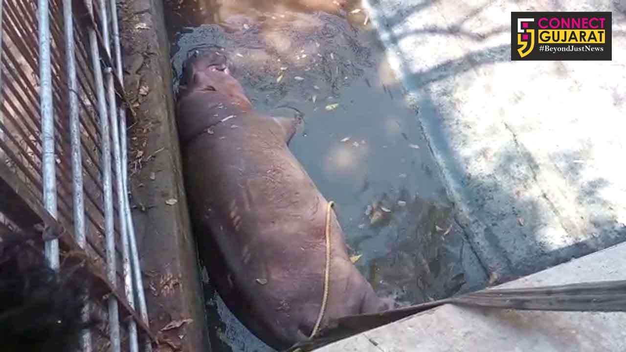 Female hippopotamus of Sayajibaug zoo injured the male after entered his enclosure