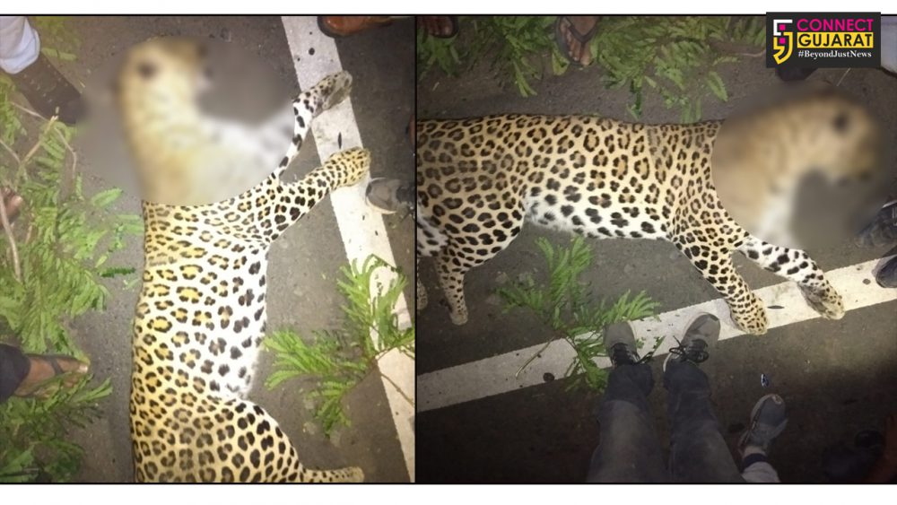 Full grown leopard found dead near Bhaniyara village toll tax  