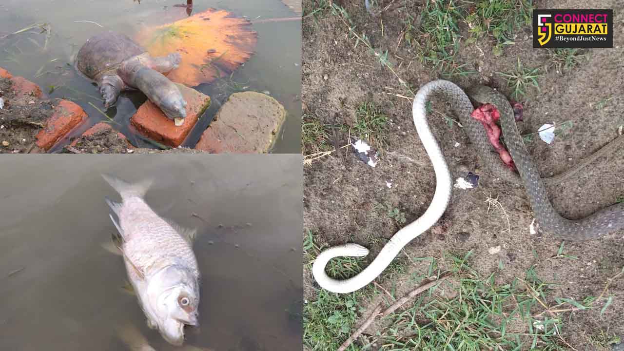 Turtles, snakes and fishes found dead in Timbi lake near Vadodara