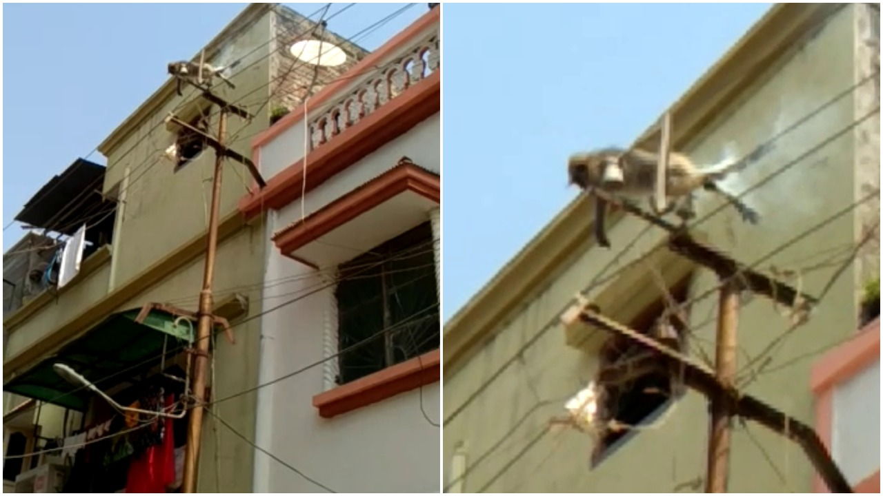 Monkey died after falling on the electric wires