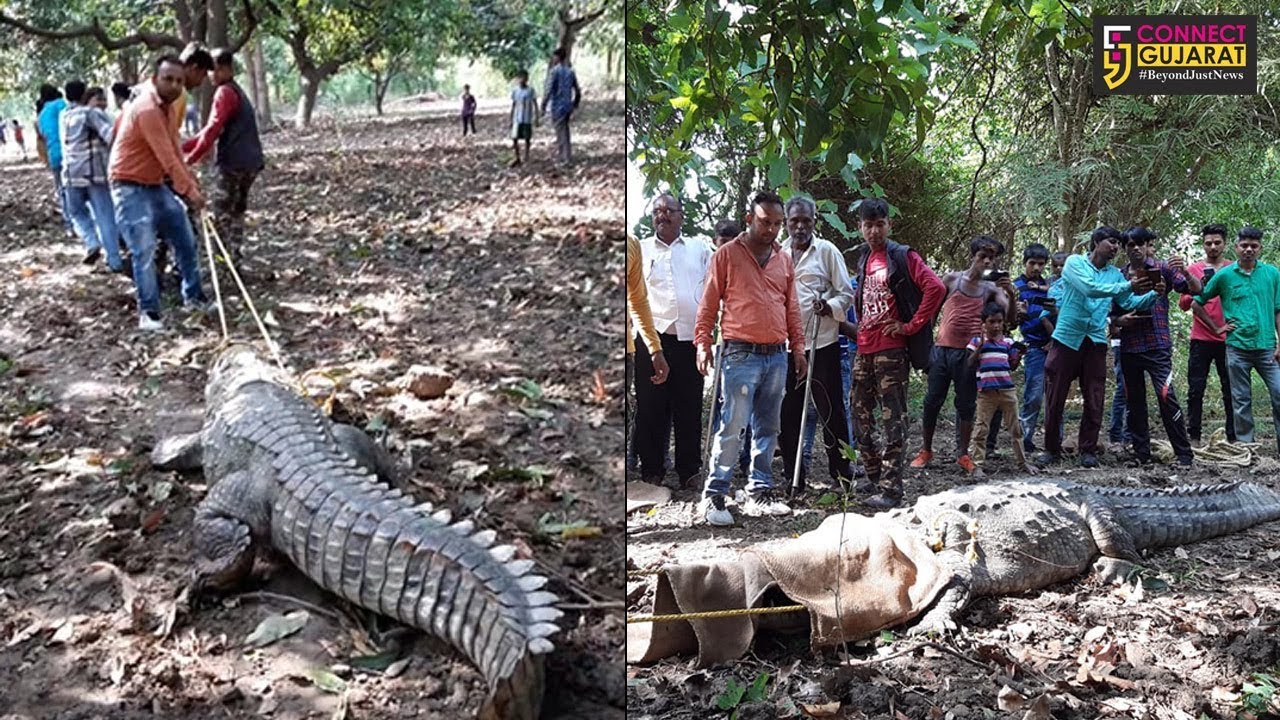 13 foot long crocodile create panic in people of Garadhiya Amba Wadia village in Savli