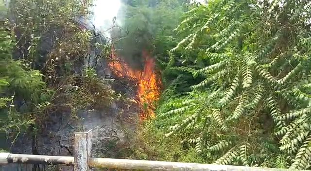 Bushes on fire near Bal Bhavan at Kamatibaug Vadodara